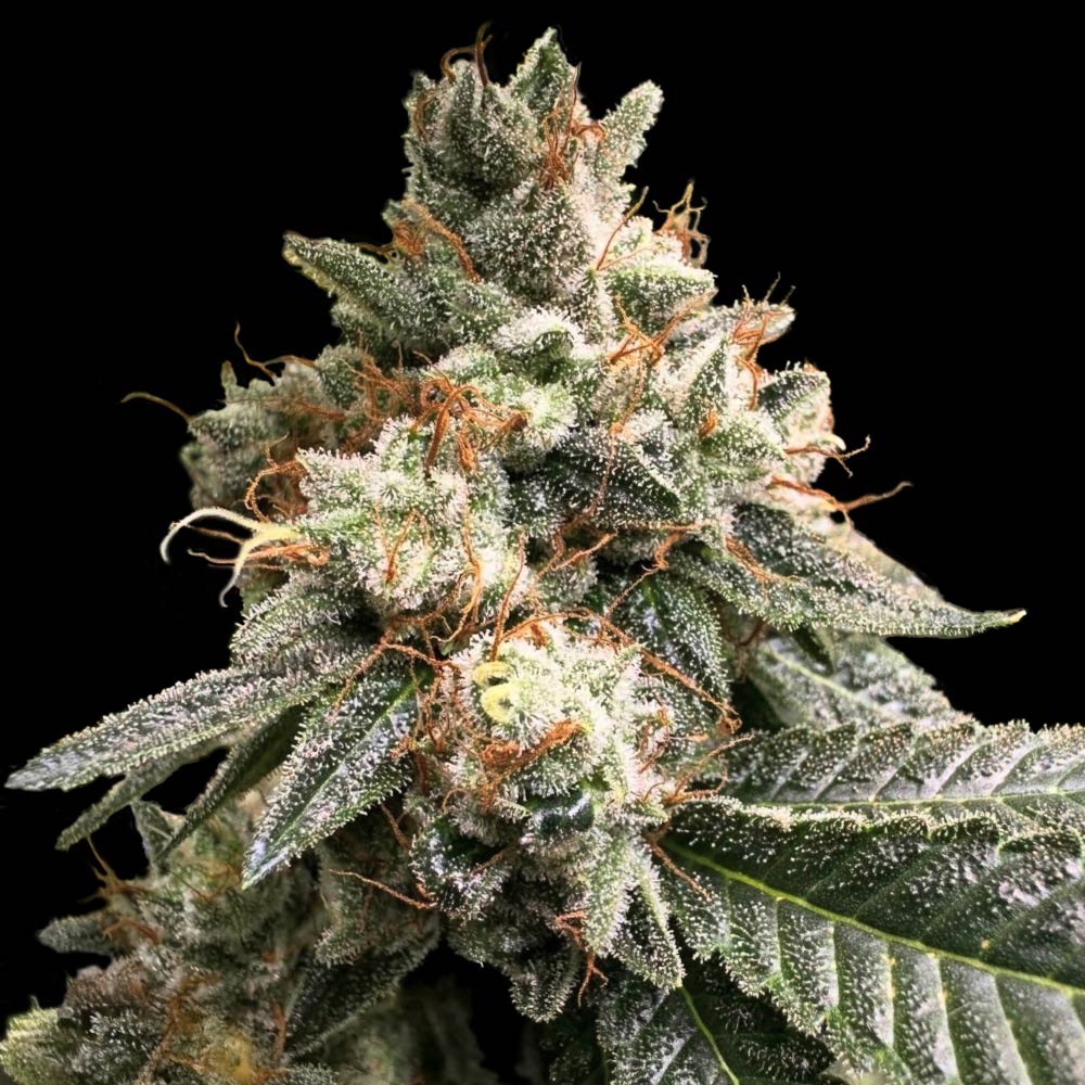 Trip Sauce by Rare Dankness
