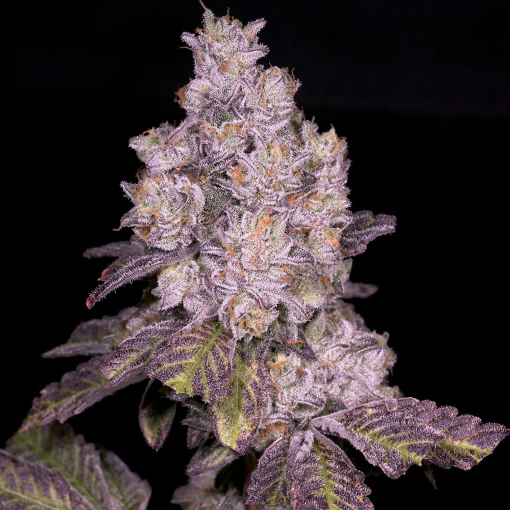 Triple Threat by Archive Seedbank