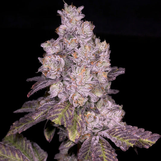 Triple Threat by Archive Seedbank