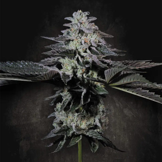 Tropicana Crush by Paradise Seeds