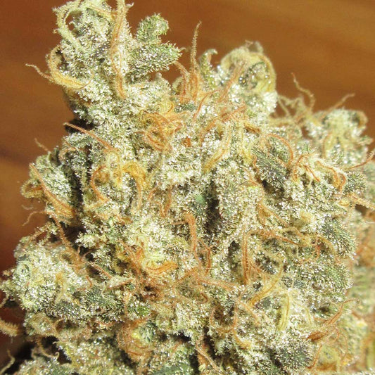 Thai Chee by Ultra Genetics