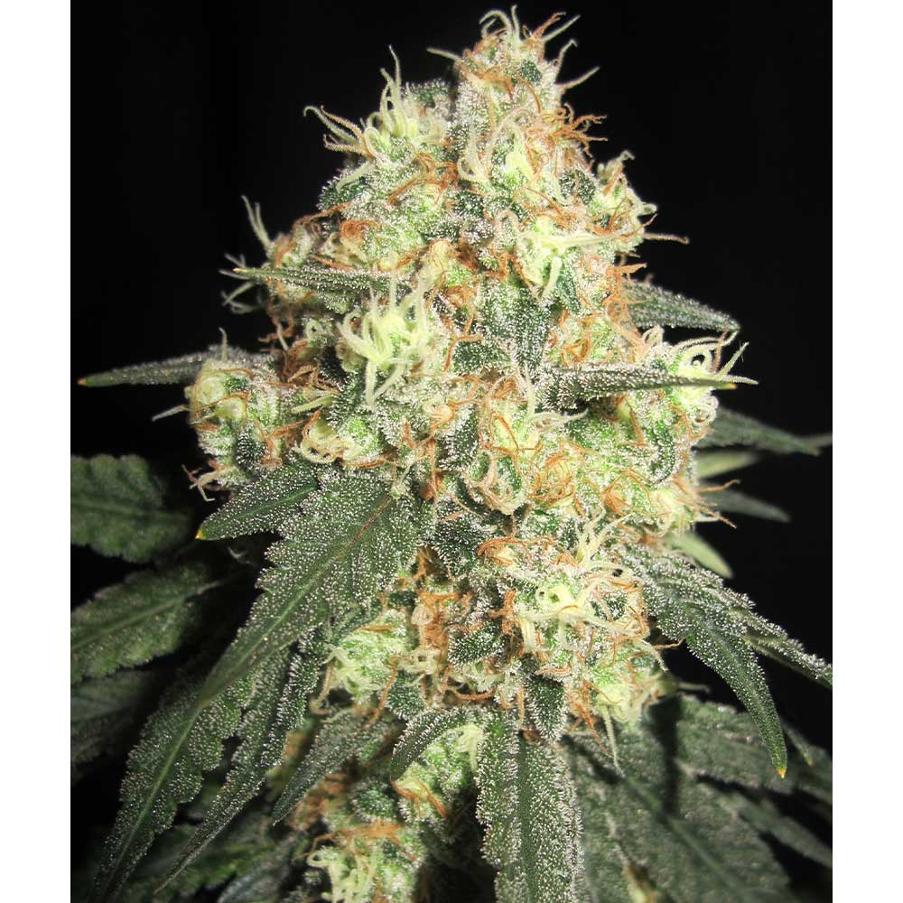 Tits McGee by Ultra Genetics