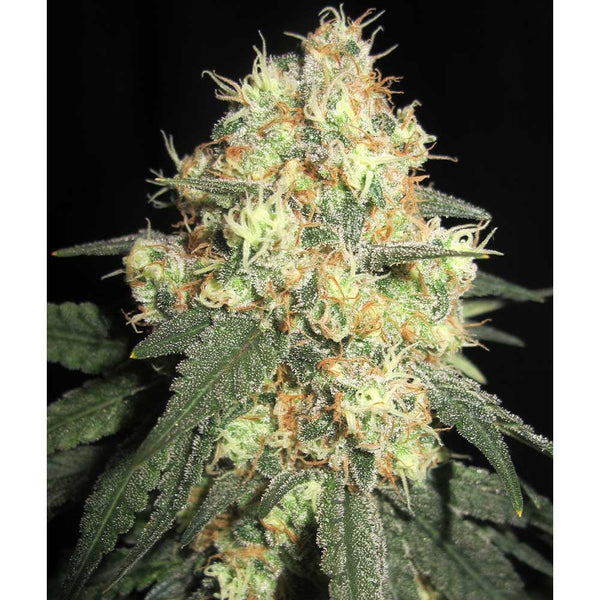 Tits McGee by Ultra Genetics