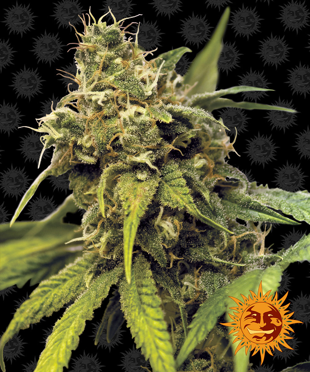 Utopia Haze by Barneys Farm
