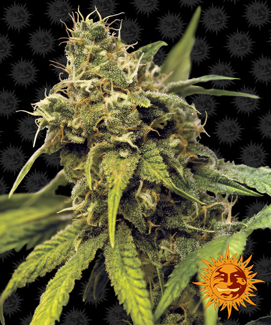 Utopia Haze by Barneys Farm