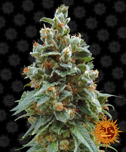 Vanilla Kush by Barneys Farm