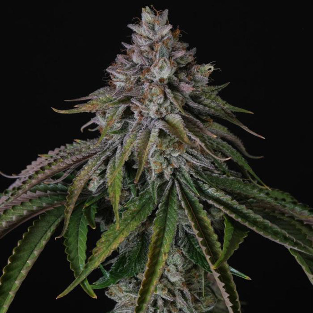 Velvet Mist by Paradise Seeds