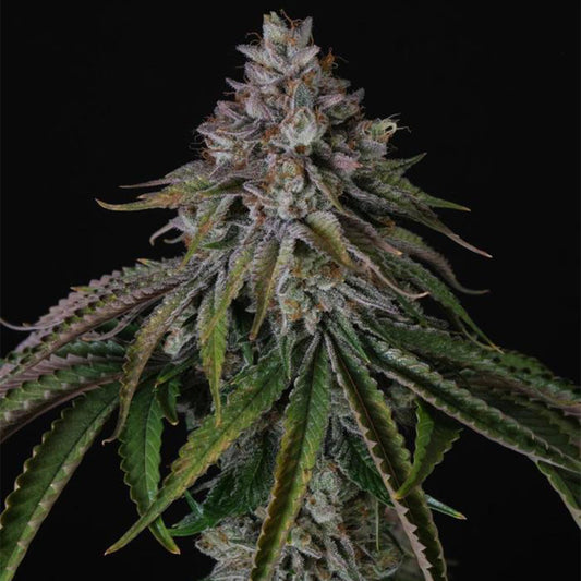 Velvet Mist by Paradise Seeds