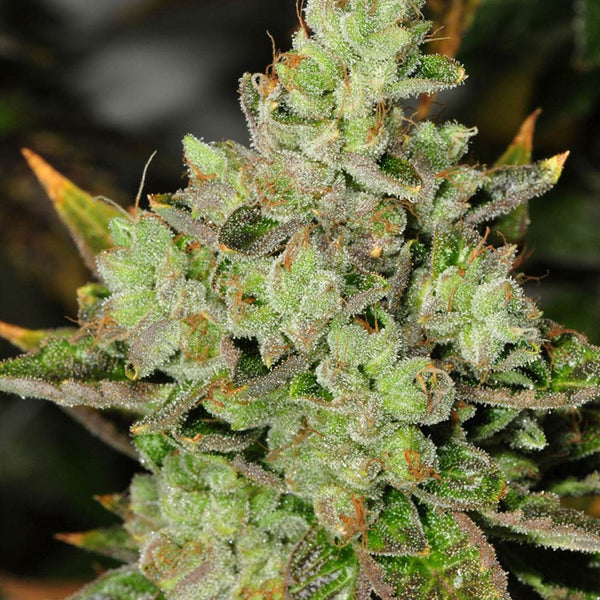 Venom OG by Rare Dankness