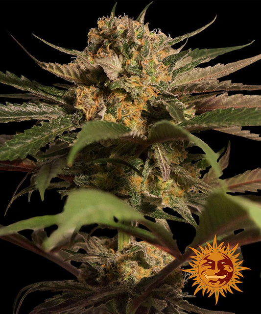 Violator Kush by Barneys Farm