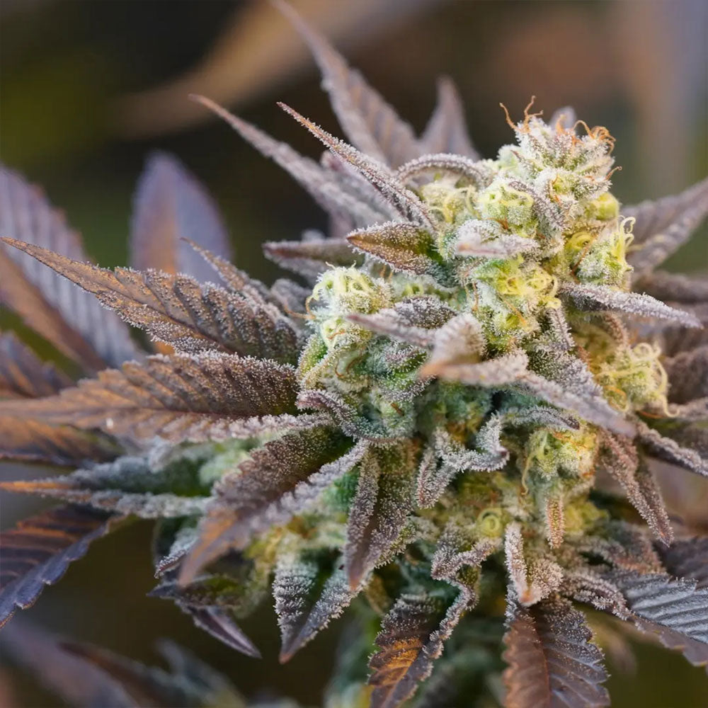 Voodoo Child by Ziplock Seeds