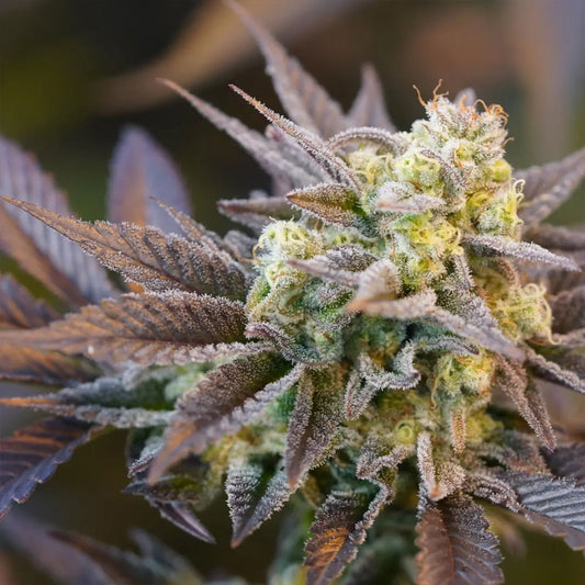 Voodoo Child by Ziplock Seeds
