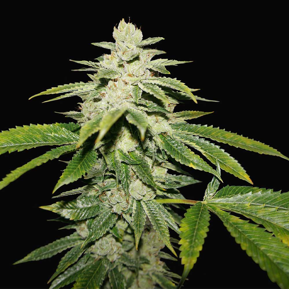 WaterMelon Ultra by T.H. Seeds