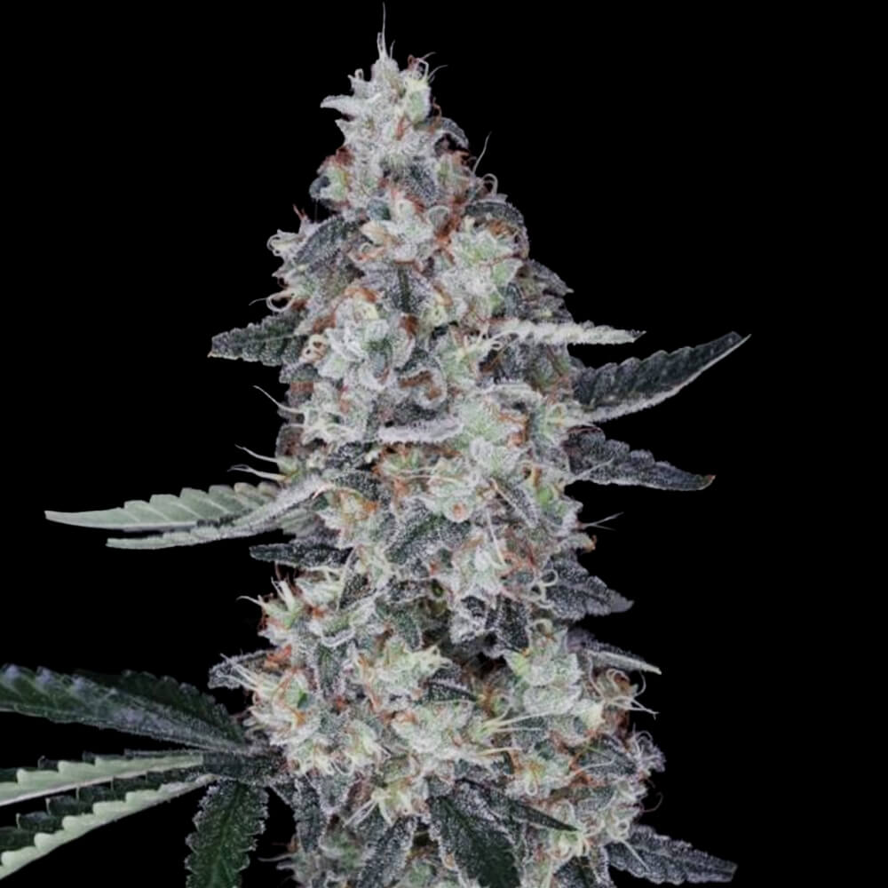 Auto Watermelon Man by DNA Genetics