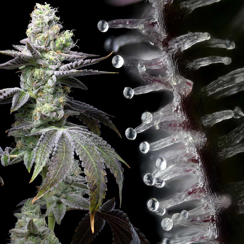 Wet Wet Feminized Cannabis Seeds by Cookies Seeds