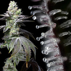 Wet Wet Feminized Cannabis Seeds by Cookies Seeds