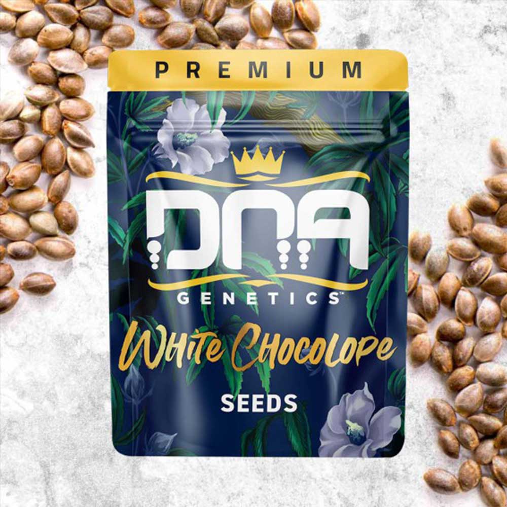 White Chocolope by DNA Genetics