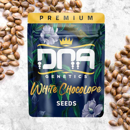 White Chocolope by DNA Genetics