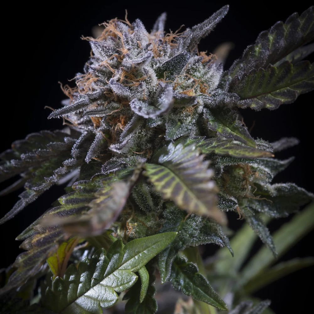White Noise by Paradise Seeds