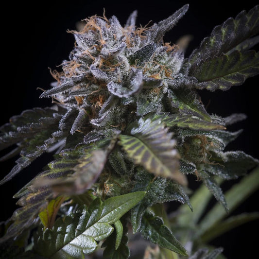 White Noise by Paradise Seeds