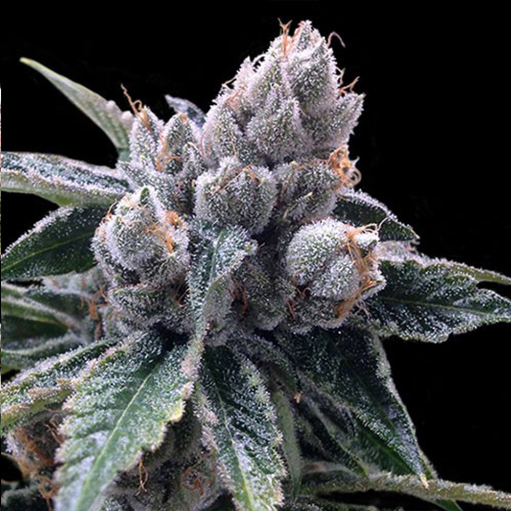 White Walker Kush by DNA Genetics