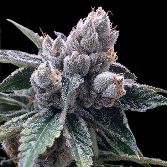 White Walker Kush by DNA Genetics