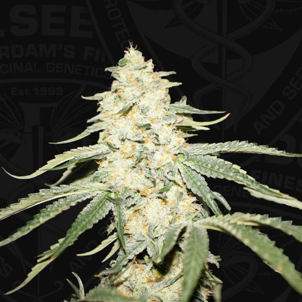Wy Kiki by T.H. Seeds