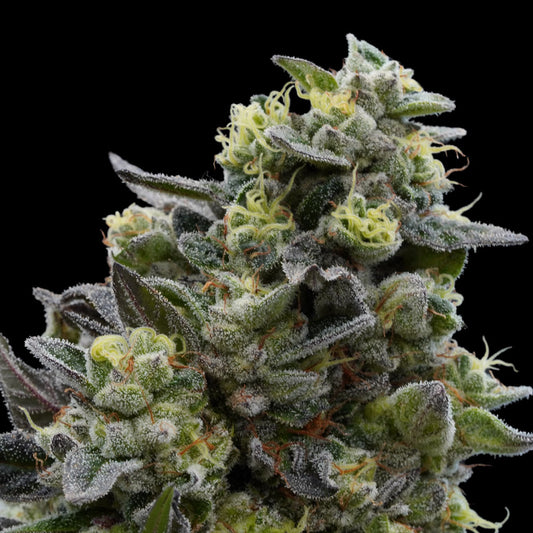 Mochi Crunch by Ziplock Seeds