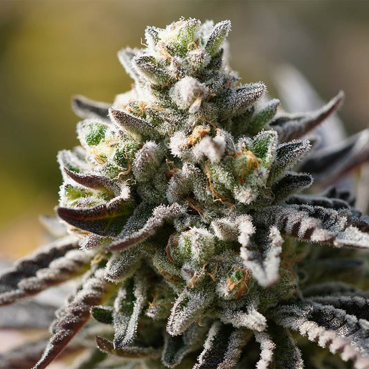 Znow Leapard by Ziplock Seeds
