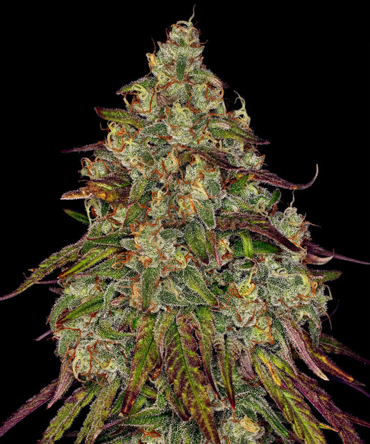 Amnesia Lemon by Barneys Farm