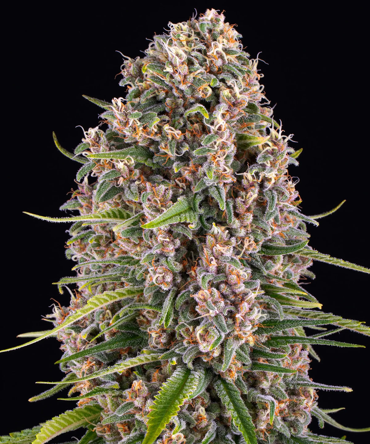 Blue Cheese by Barneys Farm