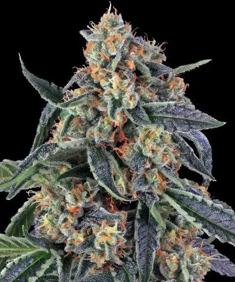 Cookies Kush by Barneys Farm