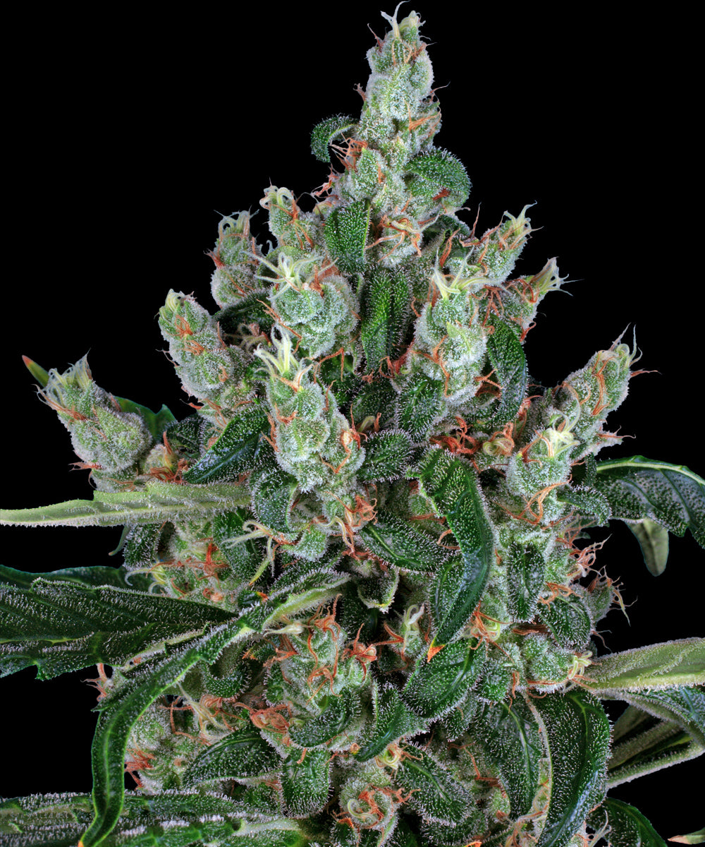 Laughing Buddha by Barneys Farm