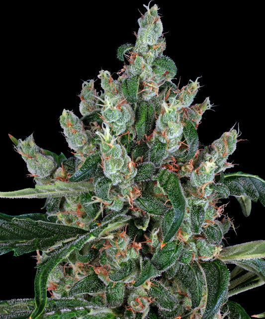 Laughing Buddha by Barneys Farm