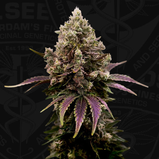 ZourGum by T.H. Seeds