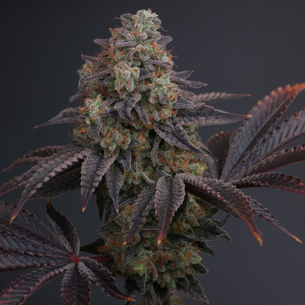 Zowahh V2.0 by Karma Genetics