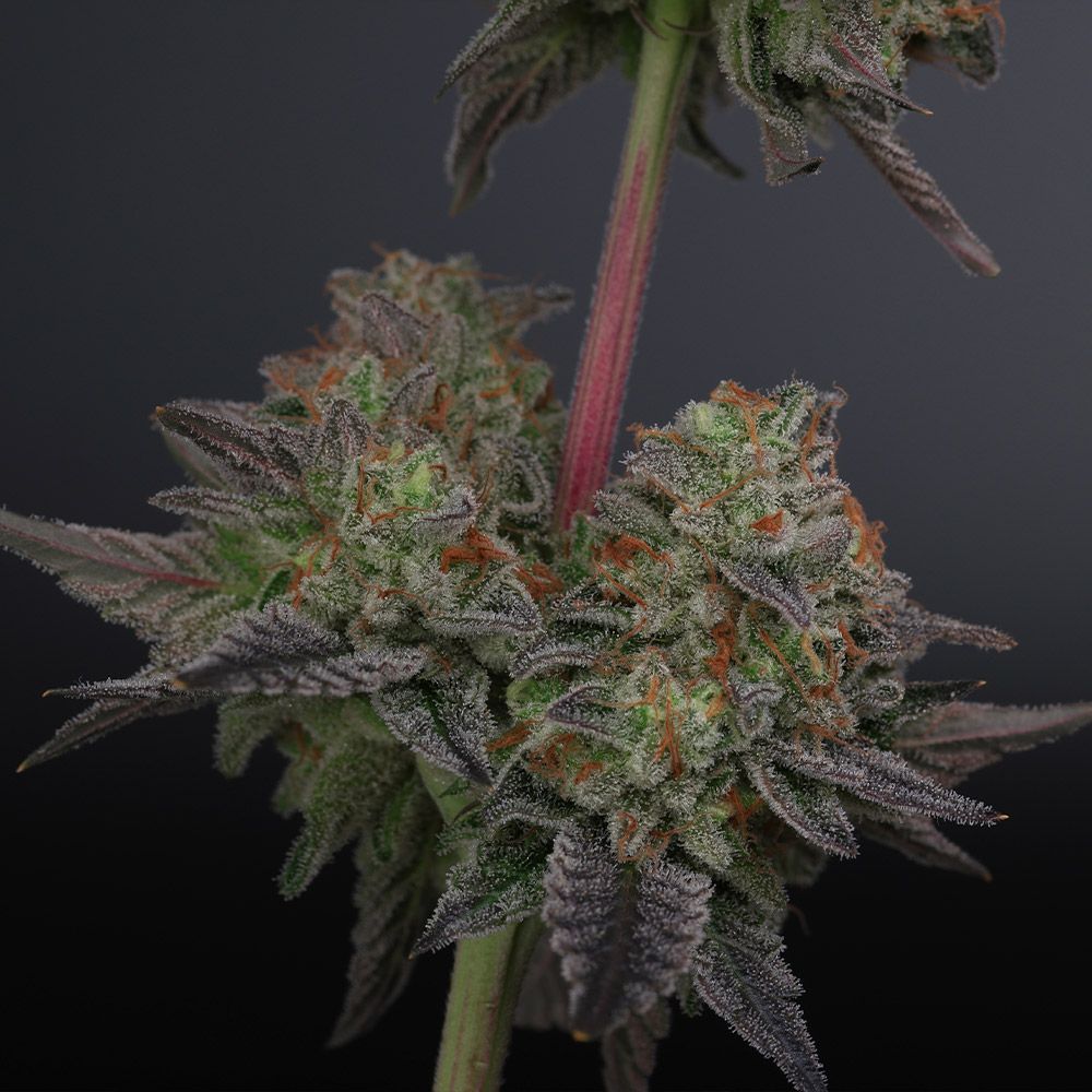 Zowahh V2.0 Regular Cannabis Seeds by Karma Genetics