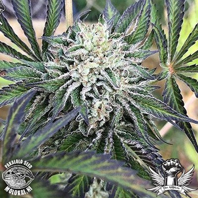 Titas by Pakalolo Seed Cannabis Seedbank
