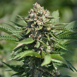 Berry Melon-O Cannabis Seeds By Terp Hogz