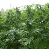 Biddy Early Female Cannabis Seeds by Serious Seeds