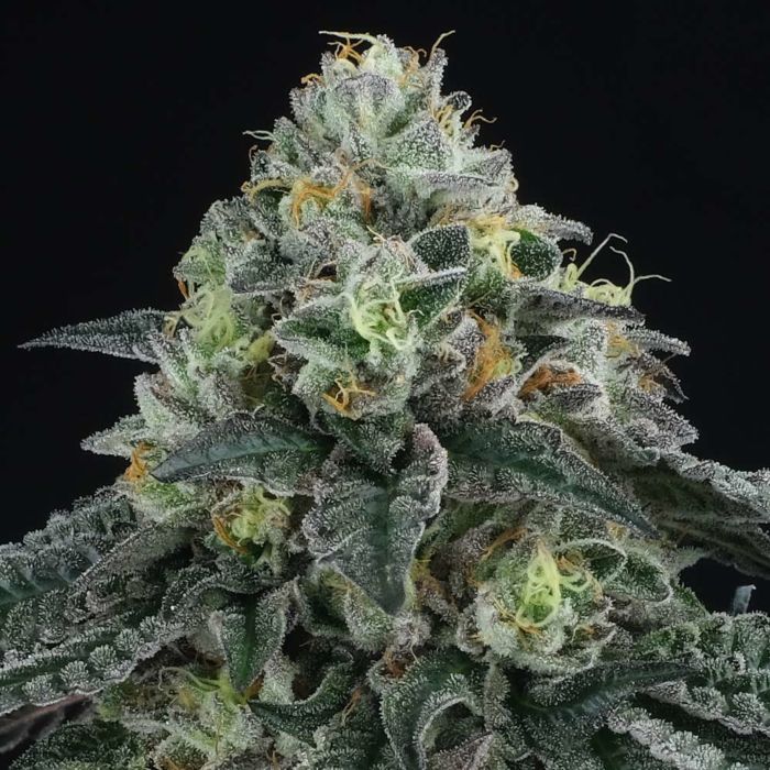 Bingsu Regular Cannabis Seeds by Perfect Tree Seeds
