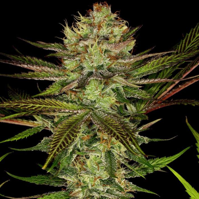 Chocolate Wafflez Female Cannabis Seeds by Paradise Seeds