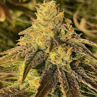 Coco Nibbles Female Weed Seeds by Rare Dankness