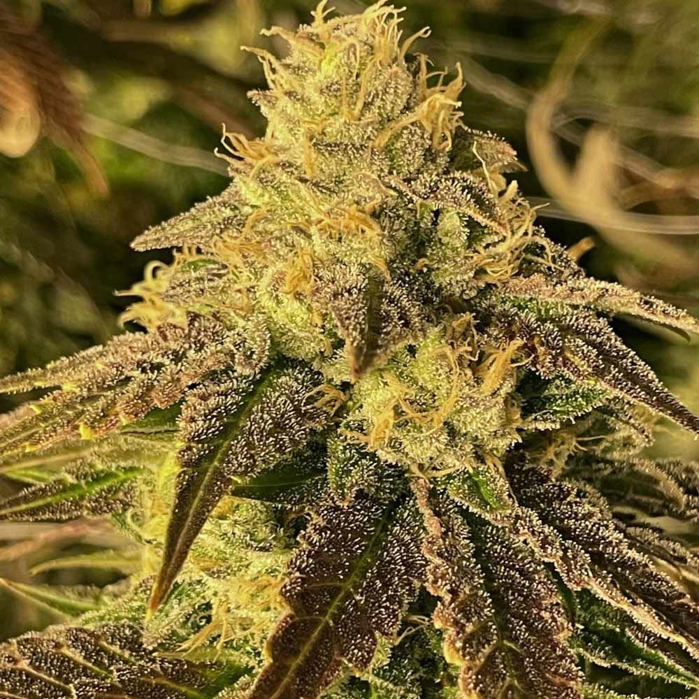 Coco Nibbles Regular Cannabis Seeds by Rare Dankness