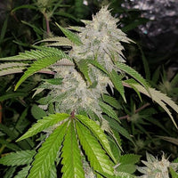 Cookie Crash Regular Cannabis Seeds by Karma Genetics