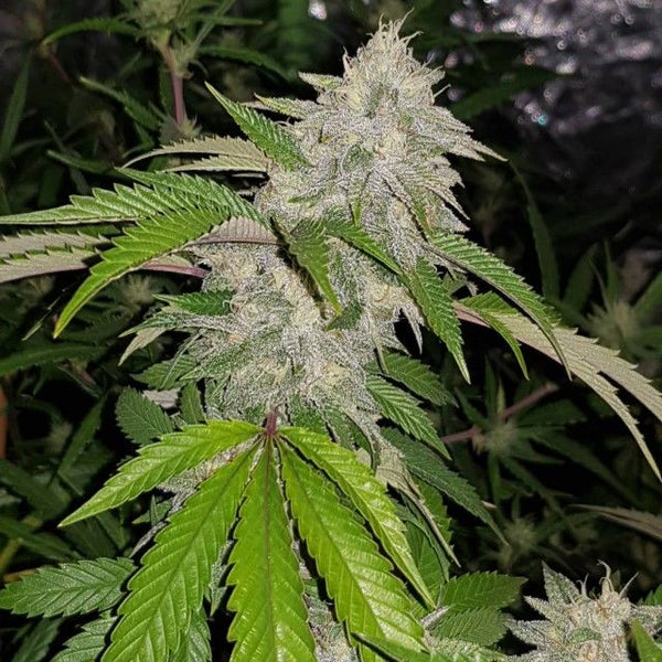 Cookie Crash Regular Cannabis Seeds by Karma Genetics