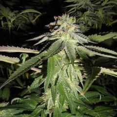 Corleone Kush Cannabis Seeds by The Cali Connection