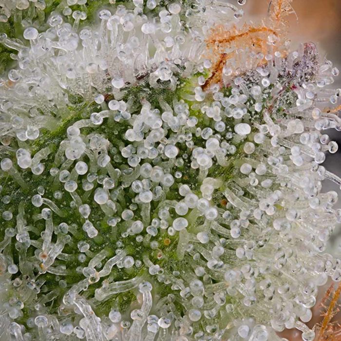 Designer Sherb Female Weed Seeds by Grounded Genetics
