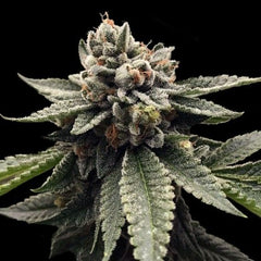 Kosher Dawg Female Cannabis Seeds by DNA Genetics