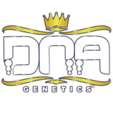 Kosher Dawg Female Cannabis Seeds by DNA Genetics